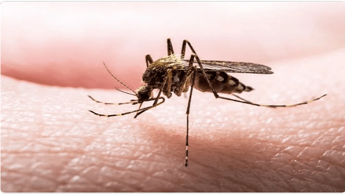 عکس مالاریا در ایران