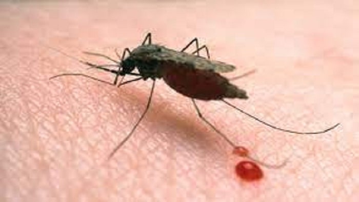 پشه مالاریا در کجاهای ایران است