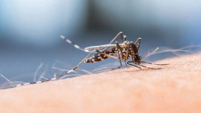 انواع پشه مالاریا