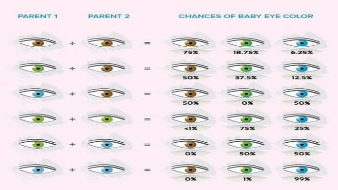 تاثیر رنگ چشم پدر و مادر بر رنگ چشم جنین 