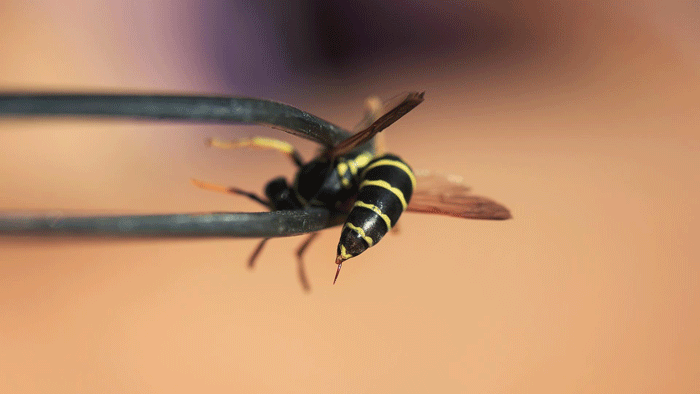 نیش زدن زنبور