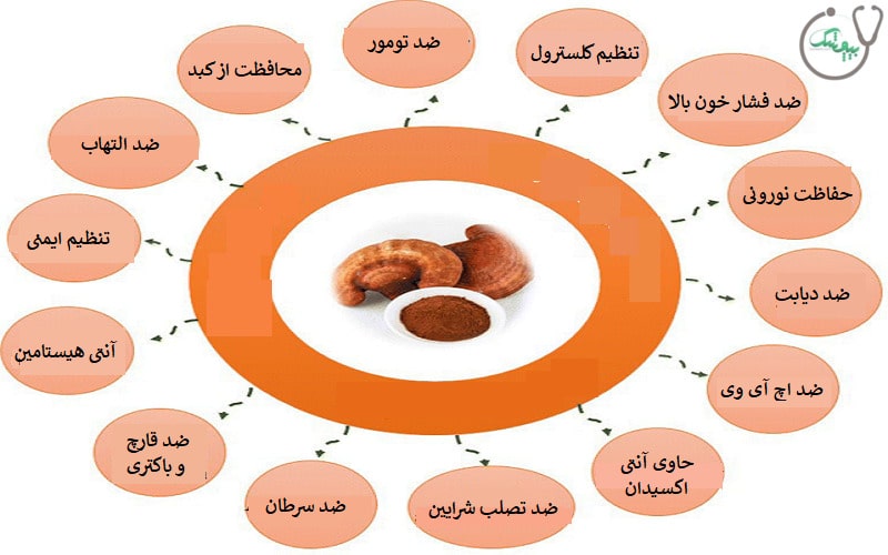 خواص قارچ گانودرما 