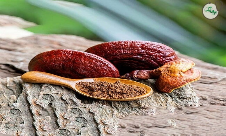 قارچ گانودرما
